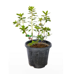 Ajalia Plant (Azalea Flower Plant)