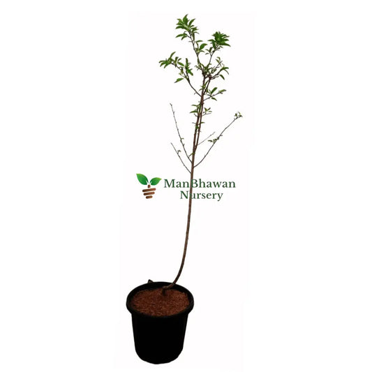 aloo bukhara plum plant online, buy online aloo bukhara plant, best nursery for plant in noida