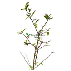 Aloo Bukhara Plum plant, buy online plants, online plum plants