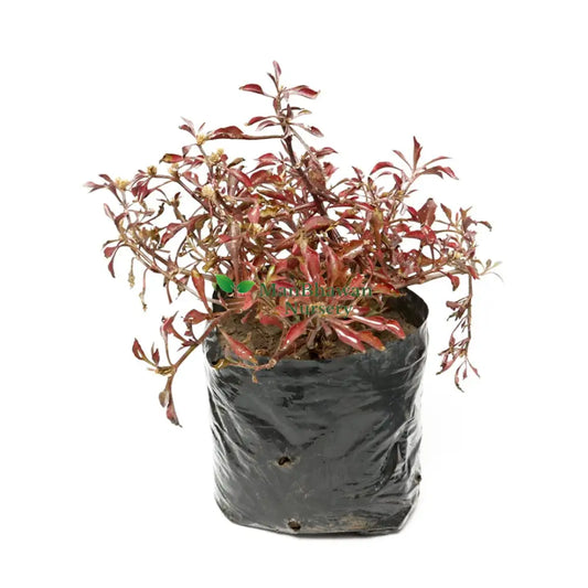 Alternanthera Plant