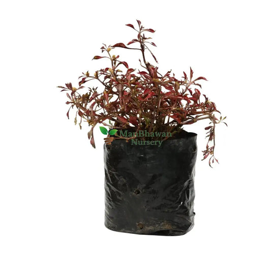 Alternanthera Plant