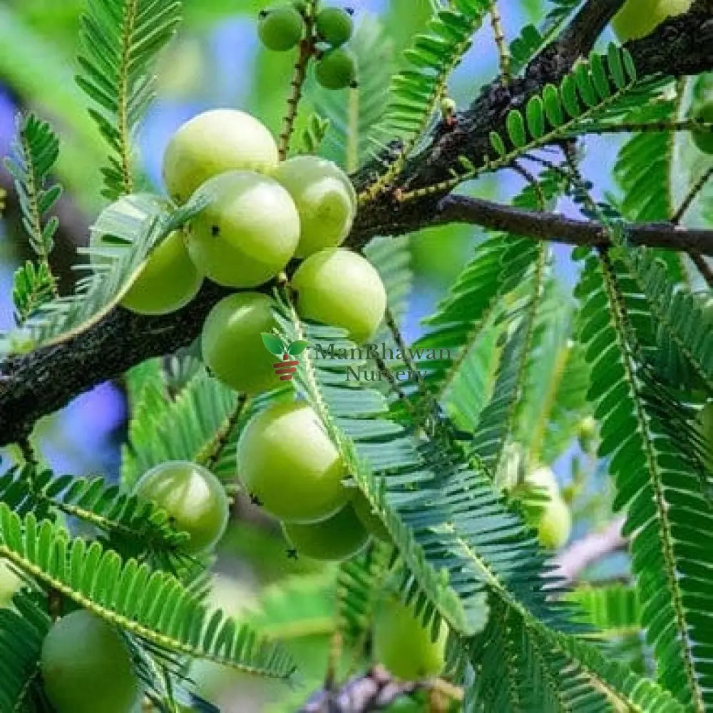 online plant sale in ghaziabad, best plant nursery, new online fresh plants, plant store near me