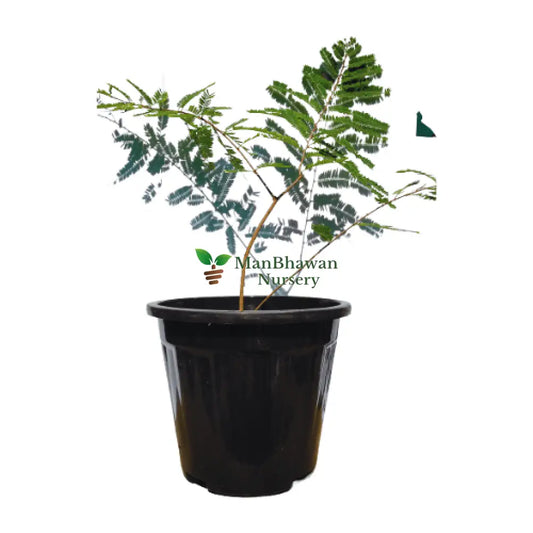 amla plant online, buy online amla plant, best medicinal plant online, new amla plants for garden, buy amla plant