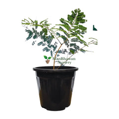 amla plant online, buy online amla plant, best medicinal plant online, new amla plants for garden, buy amla plant
