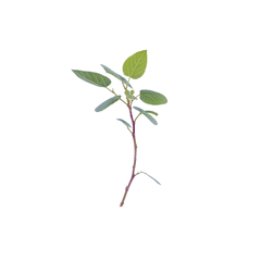 Shop Online for Anjeer Plant: Enhance Your Green Space with Delicious Figs