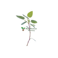 Shop Online for Anjeer Plant: Enhance Your Green Space with Delicious Figs