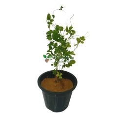 buy online aparajita plant, best plant store in noida, nursery in delhi, buy online plants
