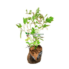 online plants store near me, best nursery near me, online plants store
