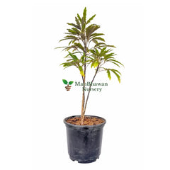 Aralia Black Plant with Pot