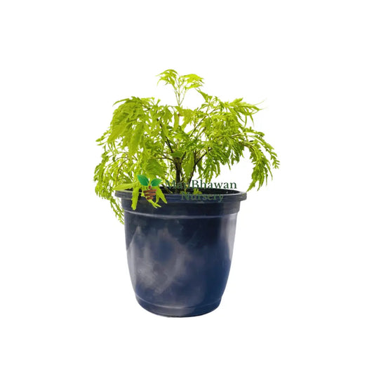 buy online best aralia fern plant at the lowest price from ManBhawan Nursery