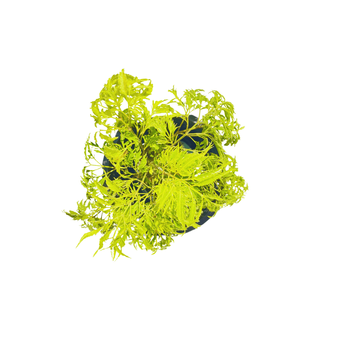 Aralia fern plant on sale in Delhi/NCR