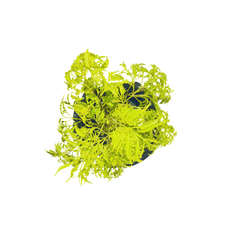 Aralia fern plant on sale in Delhi/NCR