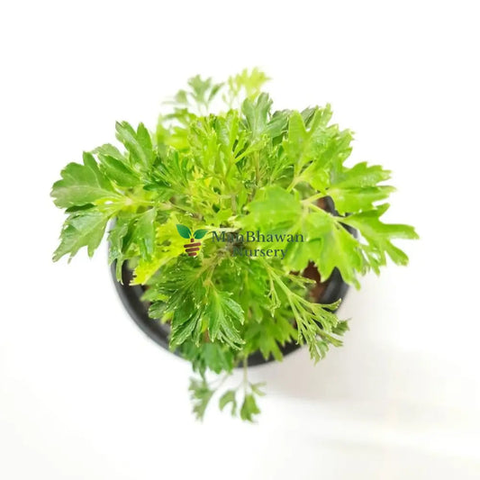 Aralia Golden Plant in 6’ Pot