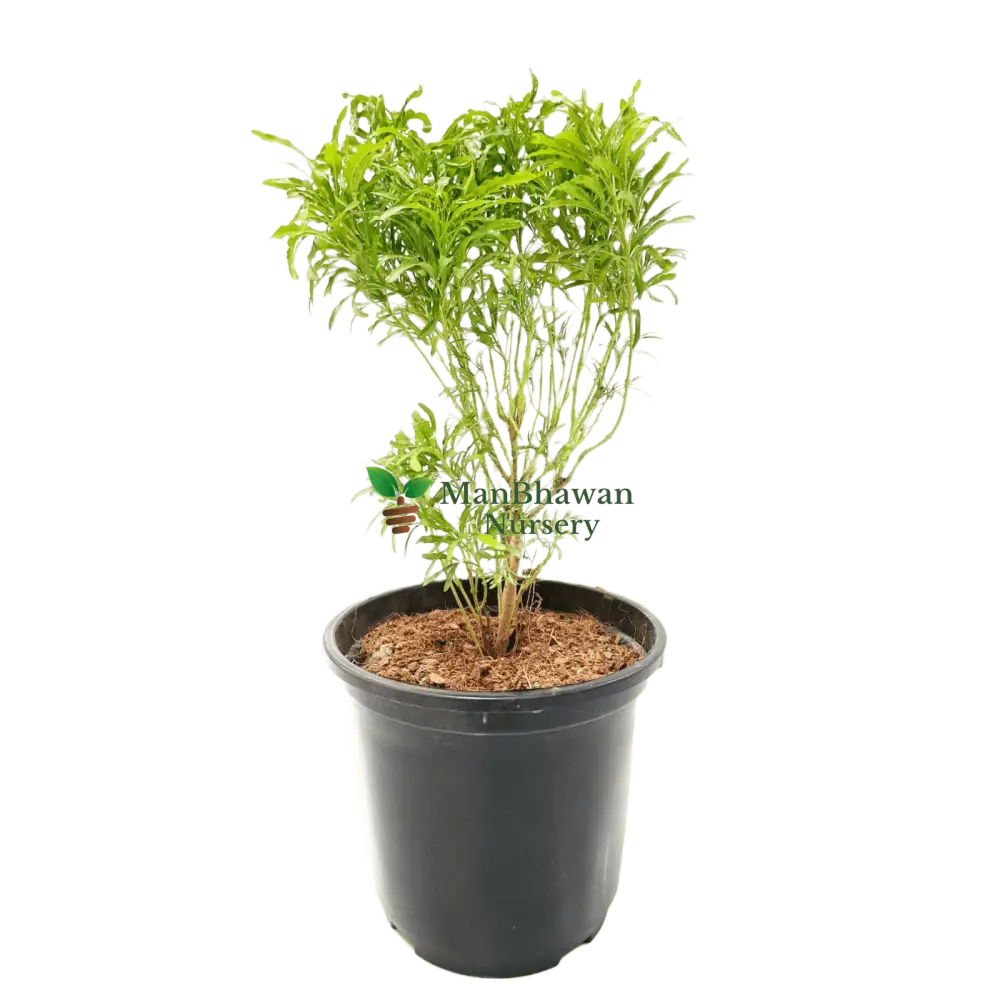 Aralia Green Plant with Pot
