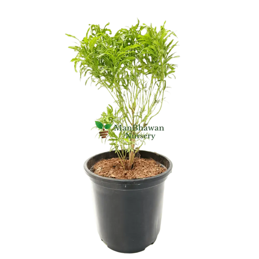 Aralia Green Plant with Pot