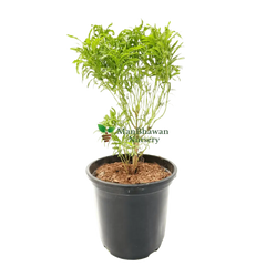 Aralia Green Plant with Pot