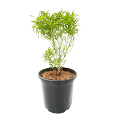 Aralia Green Plant with Pot