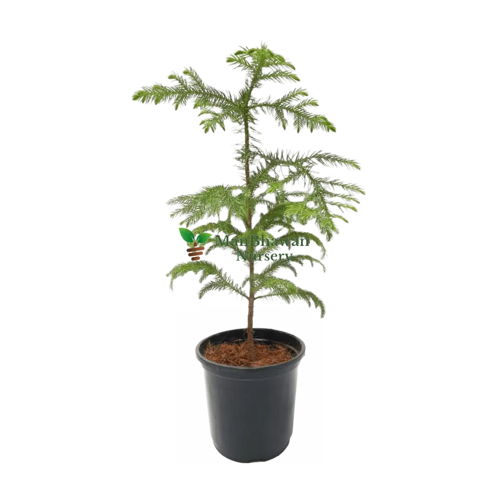 Araucaria Plant - Living Christmas Tree