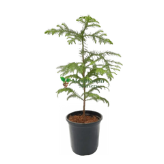 Araucaria Plant - Living Christmas Tree