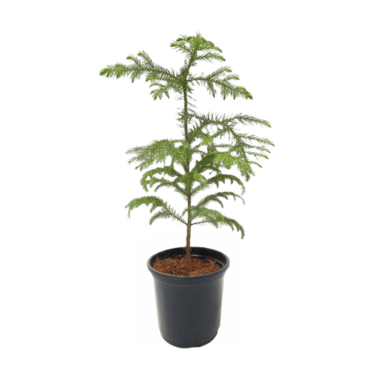 Araucaria Plant - Living Christmas Tree