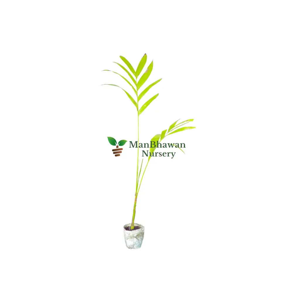 Buy online areca nut plant on sale