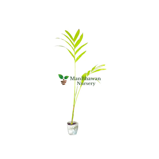 Buy online areca nut plant on sale