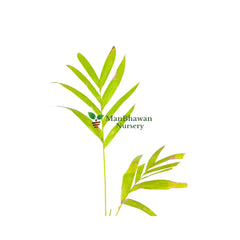 buy online best areca nut plant at the lowest price