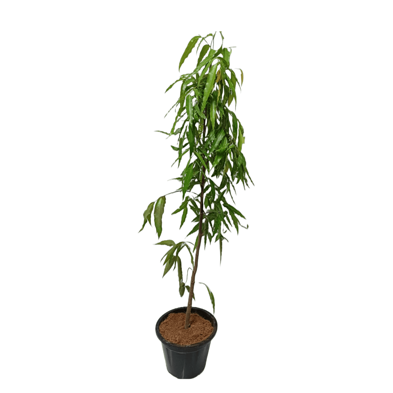 buy online ashoka plant near you, best outdoor plant, plant for garden, best online plant