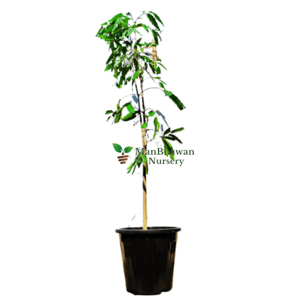 ashoka plant, buy now ashoka plant, best affordable ashoka plant, new ashoka plant on sale