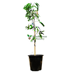ashoka plant, buy now ashoka plant, best affordable ashoka plant, new ashoka plant on sale