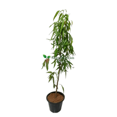 buy online ashoka plant near you, best outdoor plant, plant for garden, best online plant