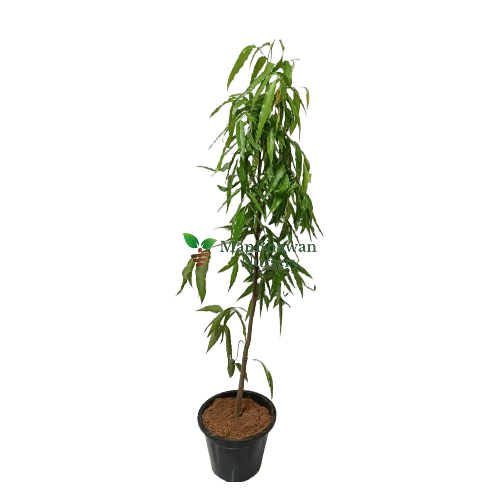 buy online ashoka plant near you, best outdoor plant, plant for garden, best online plant