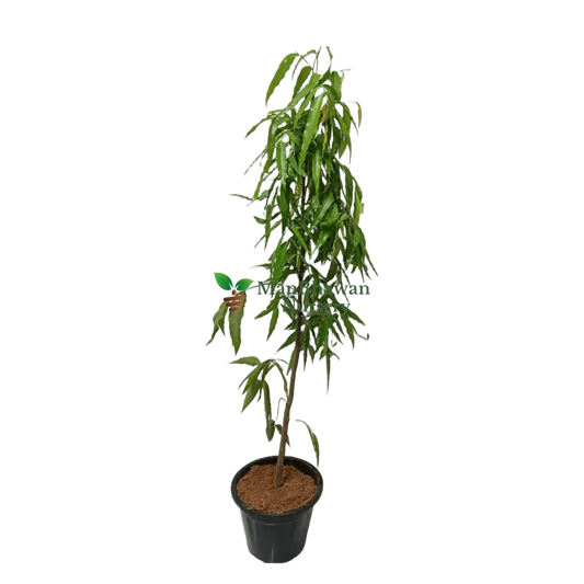 buy online ashoka plant near you, best outdoor plant, plant for garden, best online plant