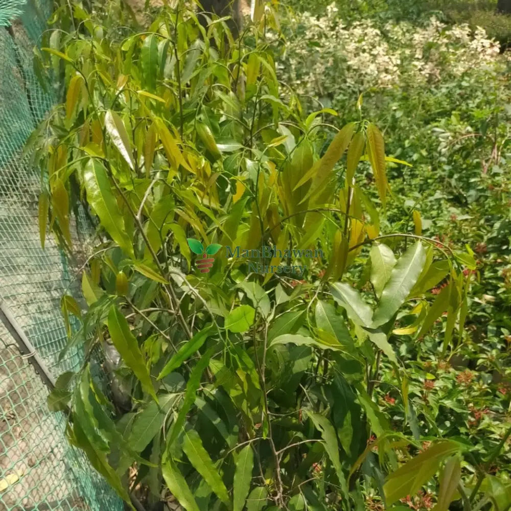 plants for home, plants for outdoor, shop plants online,