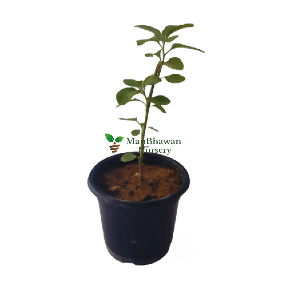 Best ashwagandha plant near you, buy online plants, online plants
