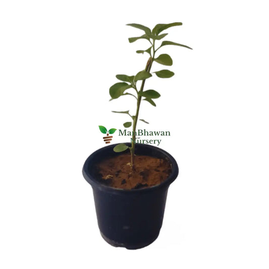Best ashwagandha plant near you, buy online plants, online plants