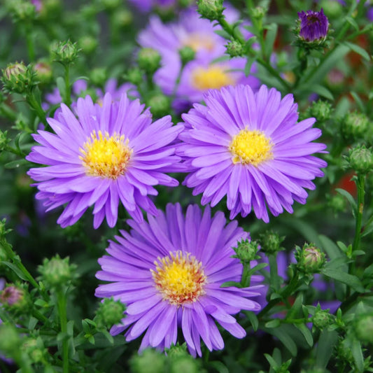 Aster Flower plant
