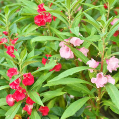 balsam plant for office, decorative flower plants, plants under 49