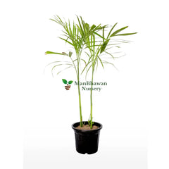 Bamboo/ Sepotia Palm with Pot