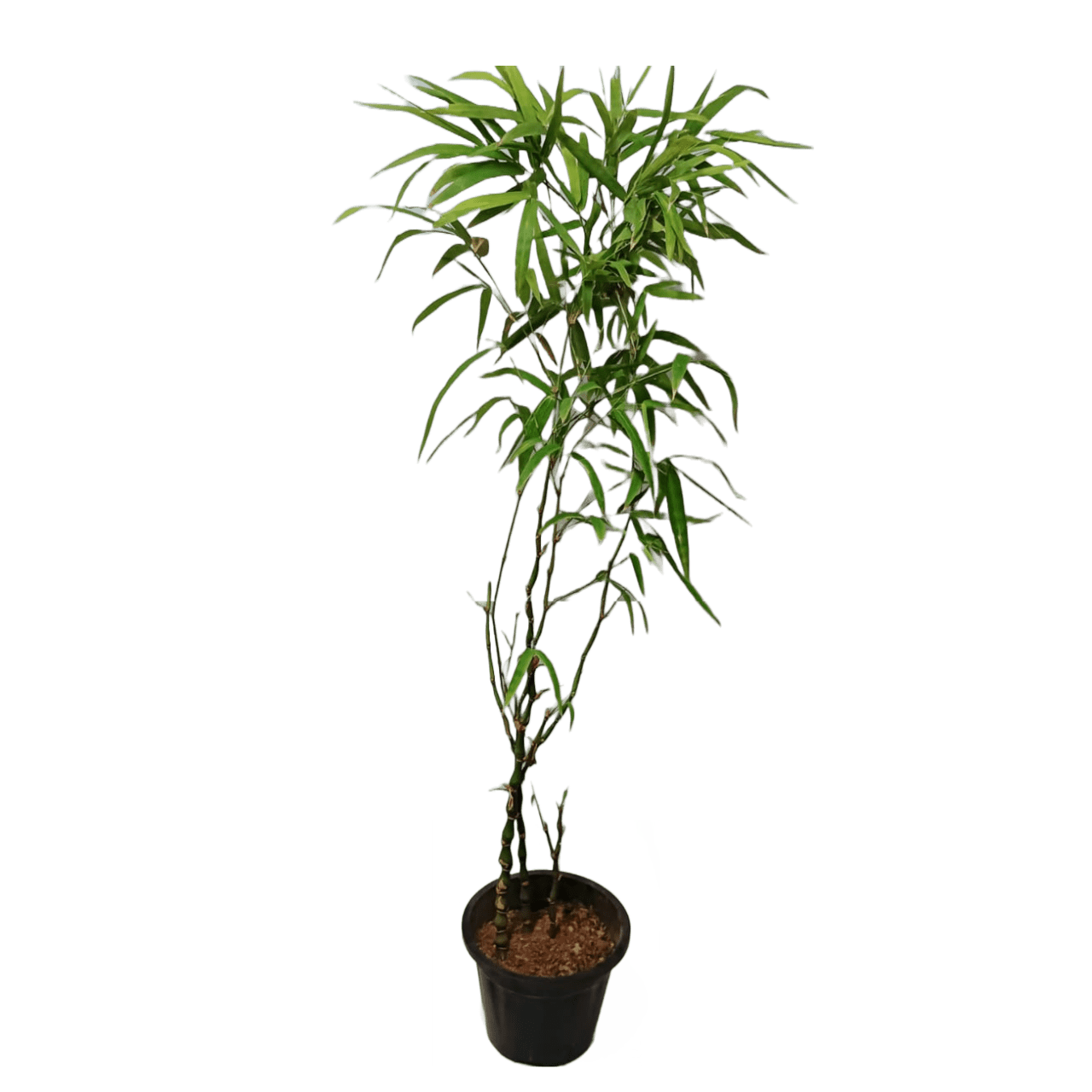 Buddha Bamboo Plant: Elevate serenity in your space