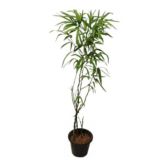 Buddha Bamboo Plant: Elevate serenity in your space