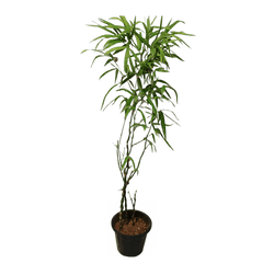 Buddha Bamboo Plant: Elevate serenity in your space