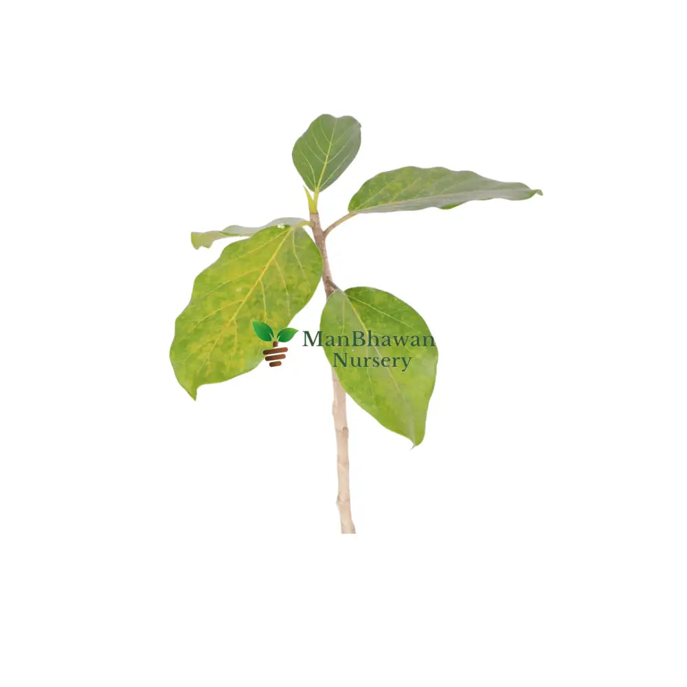 buy online banyan tree on sale at lowest price
