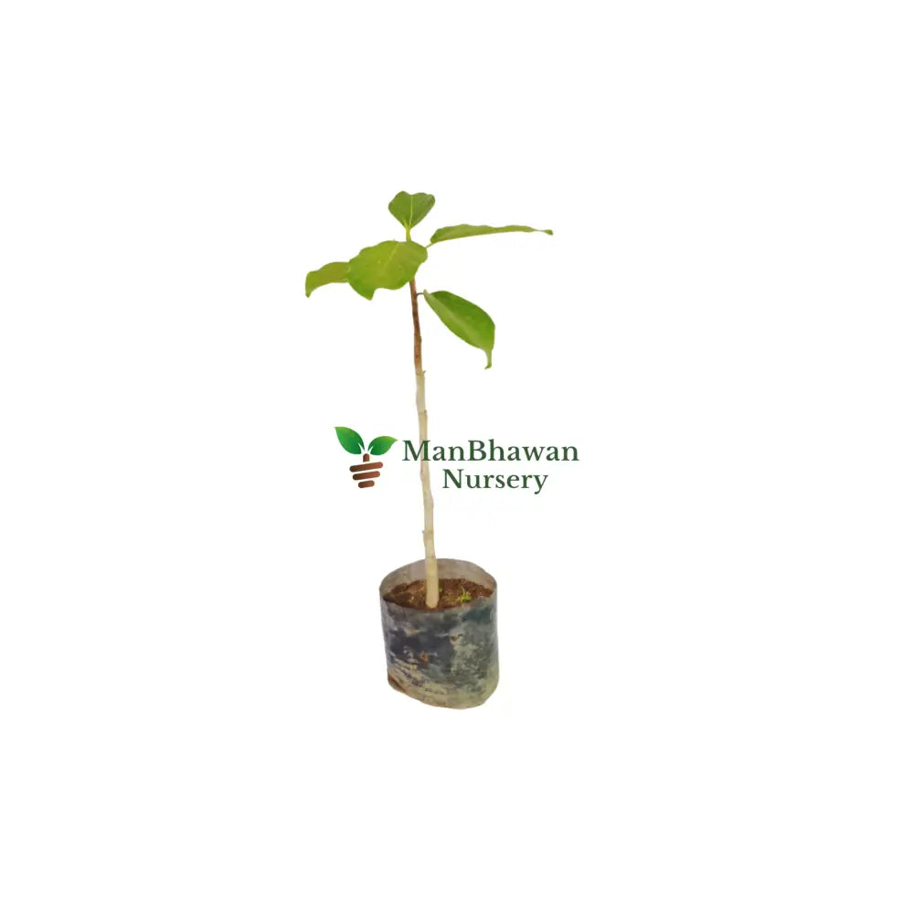shop online banyan tree at ManBhawan Nursery