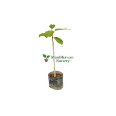 shop online banyan tree at ManBhawan Nursery