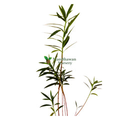 best kachnar plant online, new best plants nursery, garden