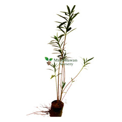 buy online bauhinia plant, new kachnar plant, garden nursery in ghaziabad, buy online plants nursery