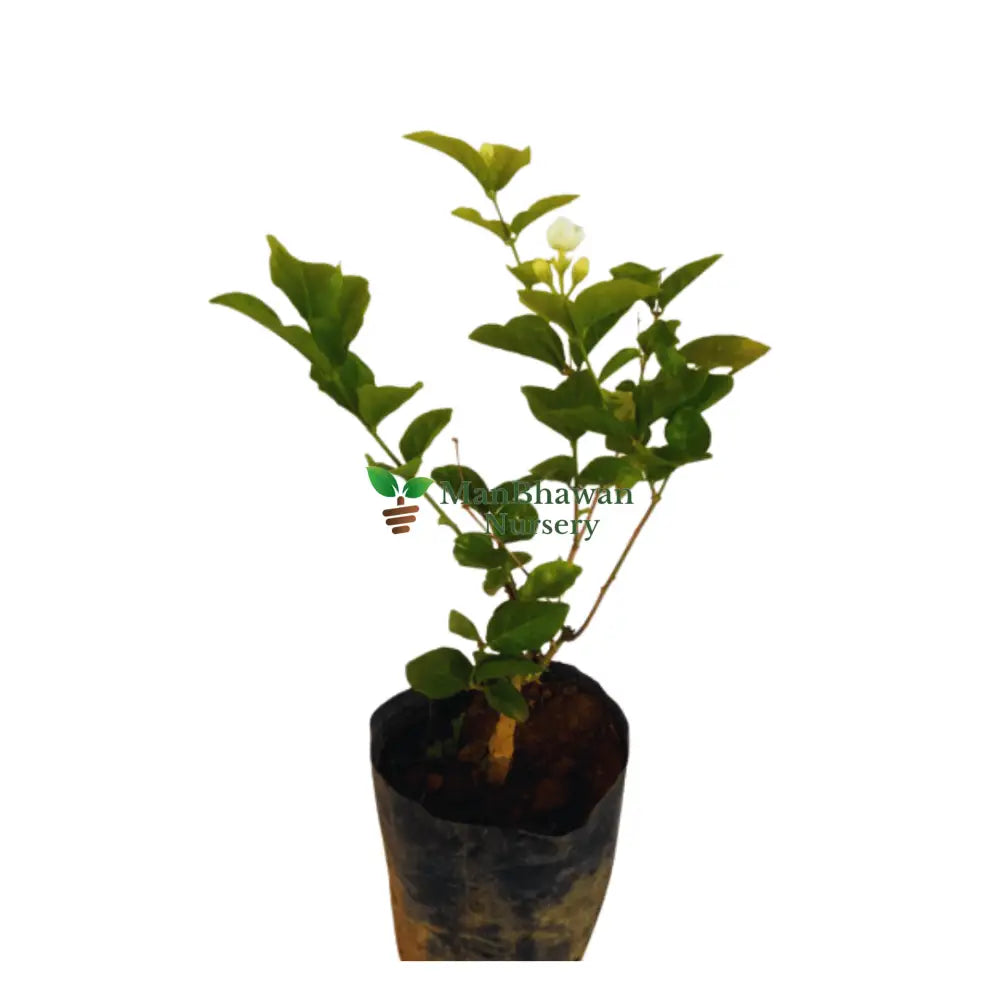 buy online flowering plant, jasmine flowering plant, best arabian jasmine plant online, order now jasmine plant online, fresh flowering plant online