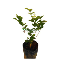 buy online flowering plant, jasmine flowering plant, best arabian jasmine plant online, order now jasmine plant online, fresh flowering plant online