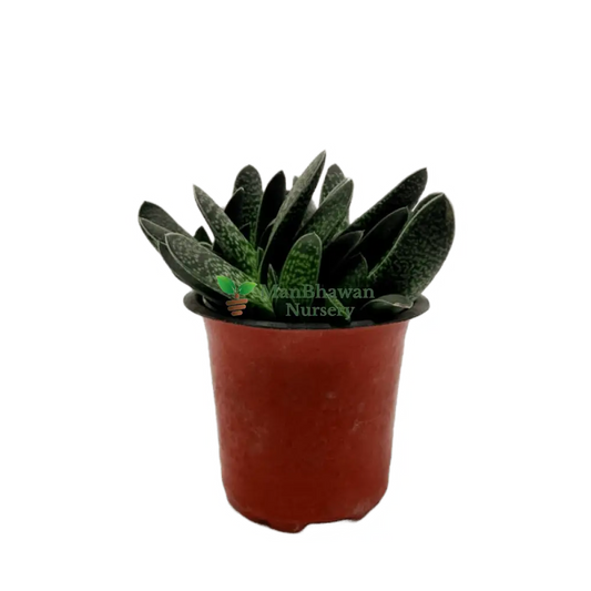 Best 3 Succulent Plant Combo - Succulent Star Zebra Haworthia & Haworthia Succulent